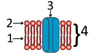 04_simple-numbered-membrane